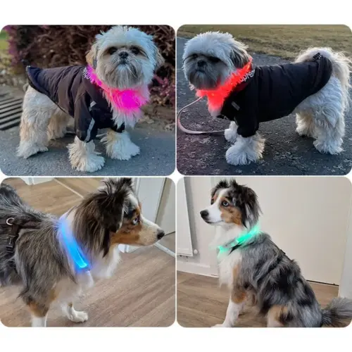 7.Dog-pictures-PAJ-LIGHT-black-LED-collar-for-dogs-PAJ-GPS-Tracker.webp